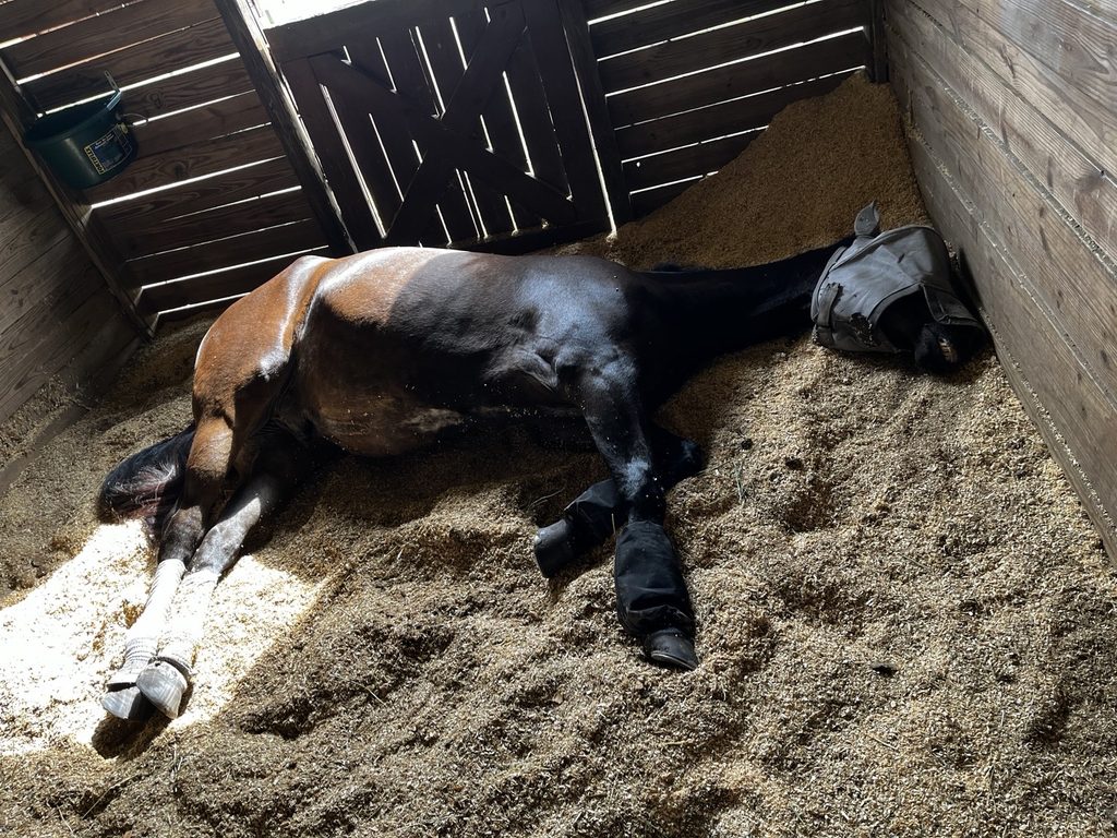 Horse resting in a stall with protective socks on both hind legs.