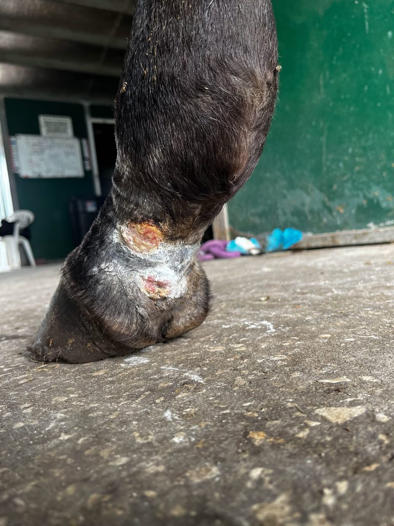 Open sores and scabbing on a dark horse pastern with equine pastern dermatitis.