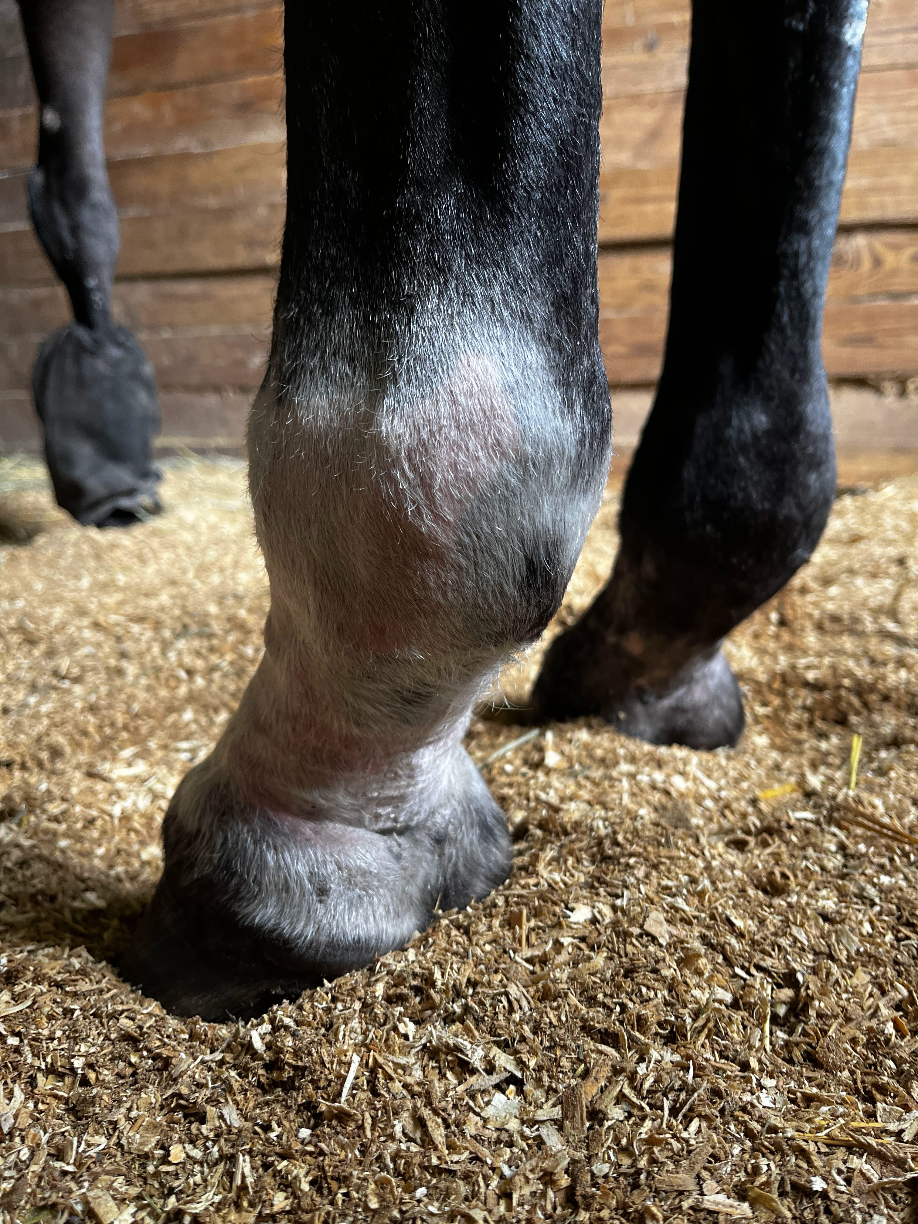 Healed horse pastern following treatment for severe chronic pastern dermatitis. 