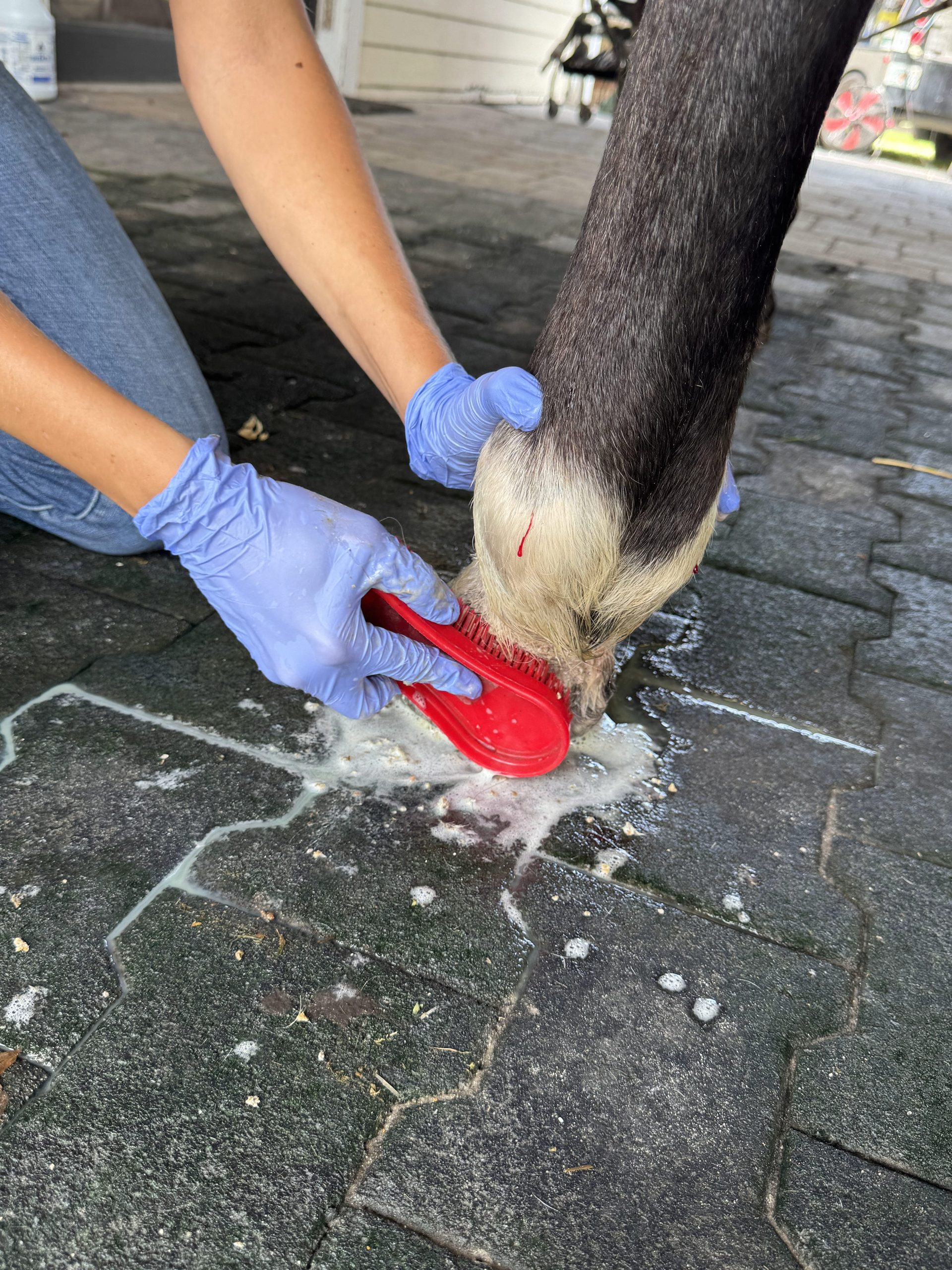 Veterinarian cleaning and debriding a horse's affected pastern during treatment for severe pastern dermatitis.