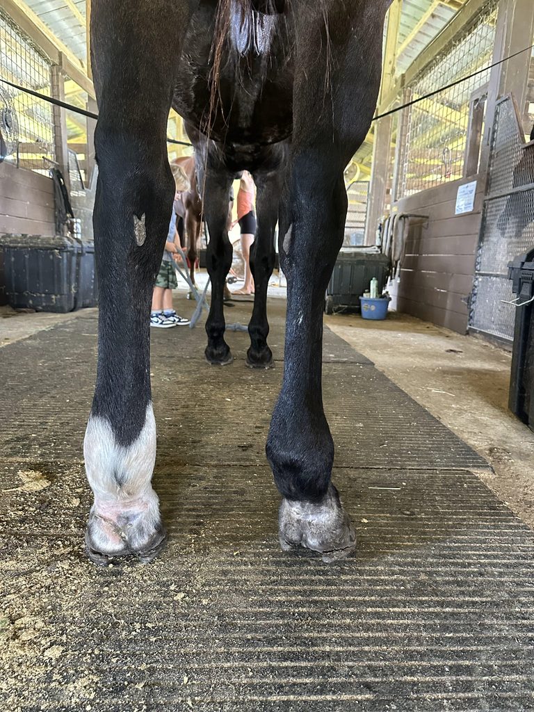 Horse with severe swelling of one hind leg during an episode of cellulitis.